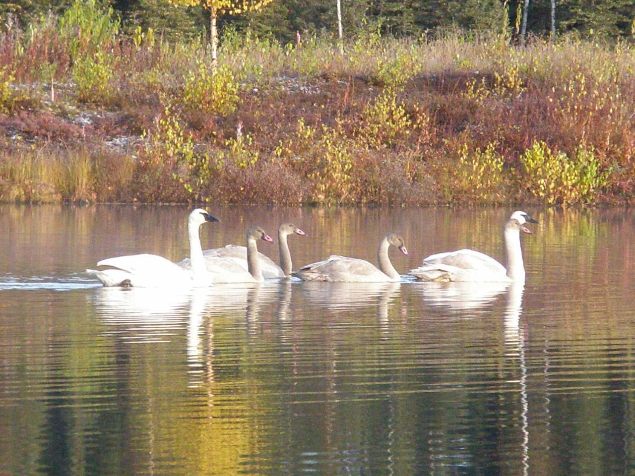 Talkeetna Lakeside Cabins Denali Exteriér fotografie